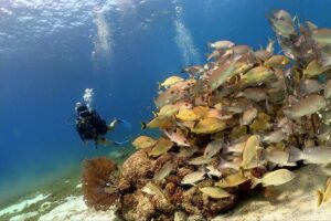 Cozumel Scuba Dive at Chankanaab - Caves and Underwater Sculptures: The Part That Turns Scuba Into a Memory