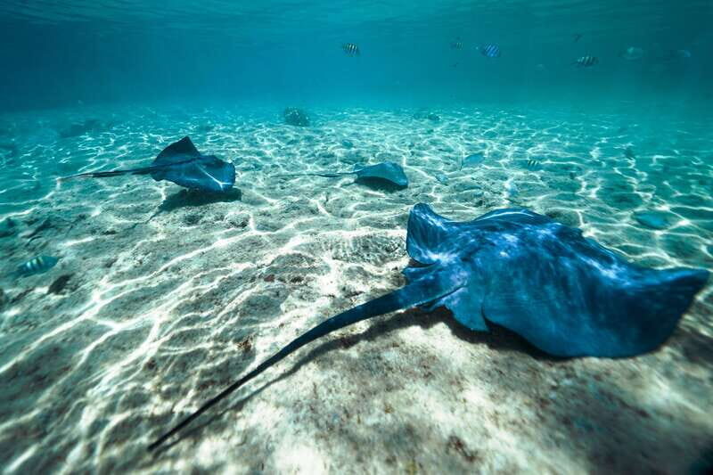 Cozumel: Snorkel and Swim with Stingrays - Stingray Beach Cozumel: convenient location and what you’re walking into