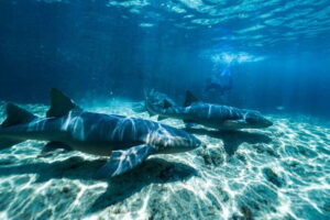 Cozumel: Snorkel and Swim with Stingrays - The 2-hour plan: safety briefing, water time, and why the pacing works