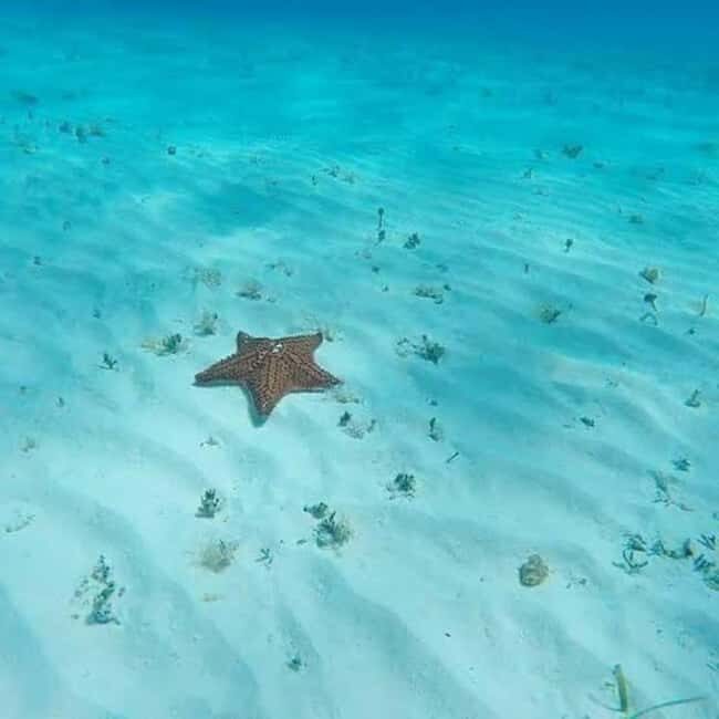 Cozumel: snorkeling on reefs + visit to "El Cielo" - Columbia Reef Tunnels: Where Turtles and Parrotfish Fit In