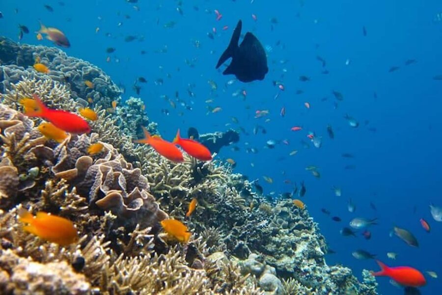 Cozumel: snorkeling on reefs + visit to "El Cielo" - Who This Tour Fits Best on Cozumel