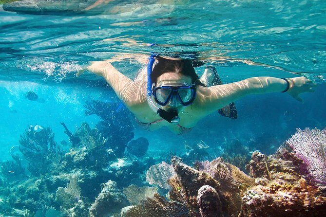 Cozumel Snorkeling Tour at Palancar & Colombia Reefs and El Cielo - Price and logistics: what you’re really paying