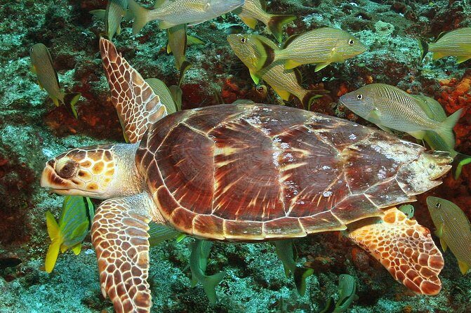 Cozumel Snorkeling Tour at Palancar & Colombia Reefs and El Cielo - Reef stop 1: Colombia Reef for turtles, rays, and clear-water hunting