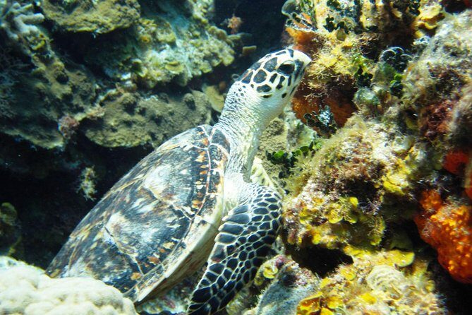 Cozumel Snorkeling Tour at Palancar & Colombia Reefs and El Cielo - Reef stop 3: Playa El Cielo (El Cielito) for starfish and a shallow-water vibe