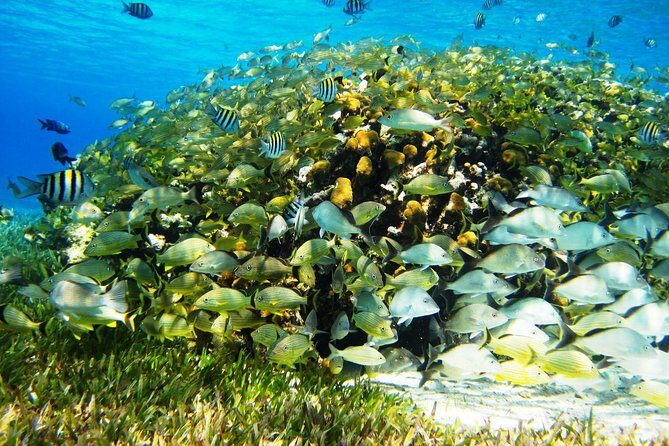 Cozumel Snorkeling Tour at Palancar & Colombia Reefs and El Cielo - Value check: unlimited drinks, included gear, and the half-day payoff