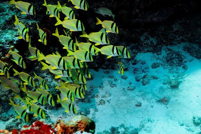 Cozumel Snorkeling Tour from Playa del Carmen - Key Highlights Worth Noticing
