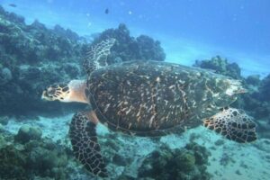 Cozumel Snorkeling Tour: Palancar, Columbia and El Cielo Reefs - The Boat and Gear Setup: Comfort First