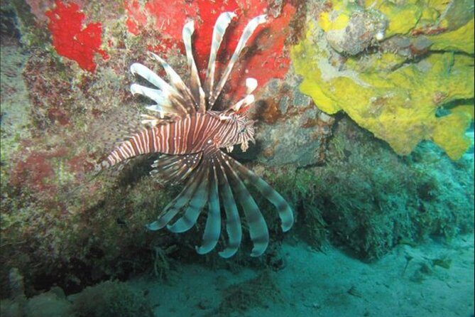 Cozumel Snorkeling Tour: Palancar, Columbia and El Cielo Reefs - Playa el Cielo: Starfish Sandbar Vibes