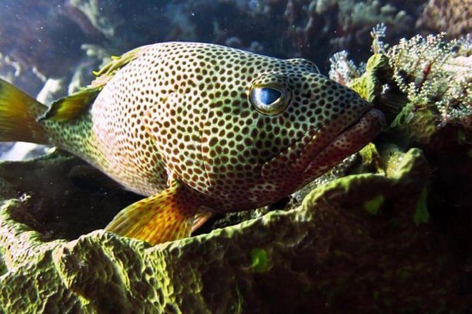 Cozumel Snorkeling Tour: Palancar, Columbia and El Cielo Reefs - Staying Fueled: Drinks and Snack in Real Heat