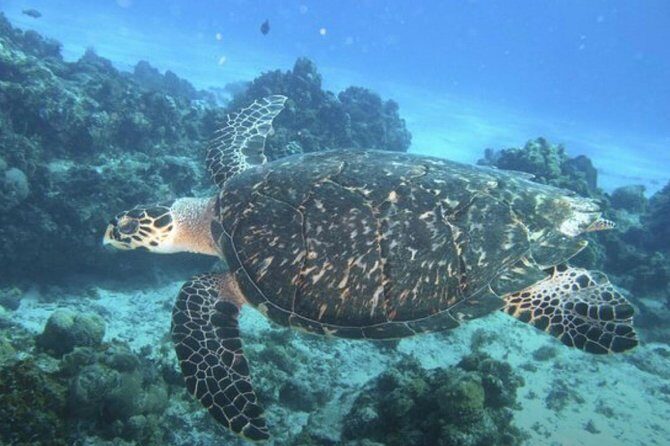 Cozumel Snorkeling Tour: Palancar, Columbia and El Cielo Reefs - The Boat and Gear Setup: Comfort First