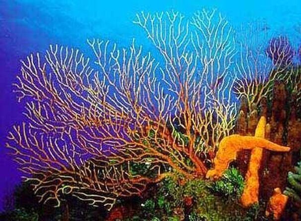 Cozumel Snorkeling Tour to Palancar Reef and El Cielo - Quick hits before you go