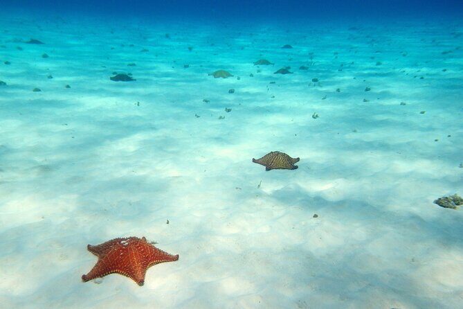 Cozumel Snorkeling Tour to Palancar Reef and El Cielo - Group size and boat comfort: a small detail that matters