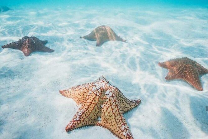 Cozumel Snorkeling Tour to Palancar Reef and El Cielo - Meeting point and getting organized fast