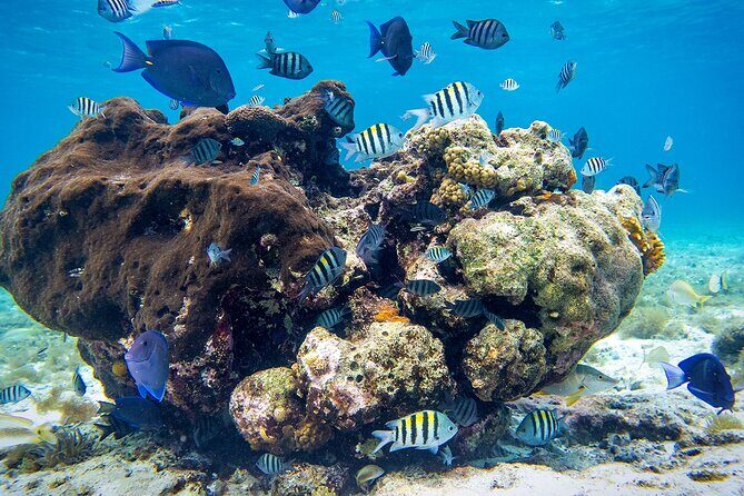 Cozumel Starfish and Tropical Reef Snorkeling by Powerboat with Lunch - Time on Cozumel Island: Use the Free Window Wisely