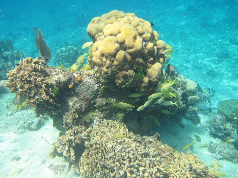 Cozumel: VIP Glass Bottom Boat & Snorkeling 3 Reefs Tour - Stop 2 at Shallow Paradise Reef: Currents, Help, and Real Marine Life