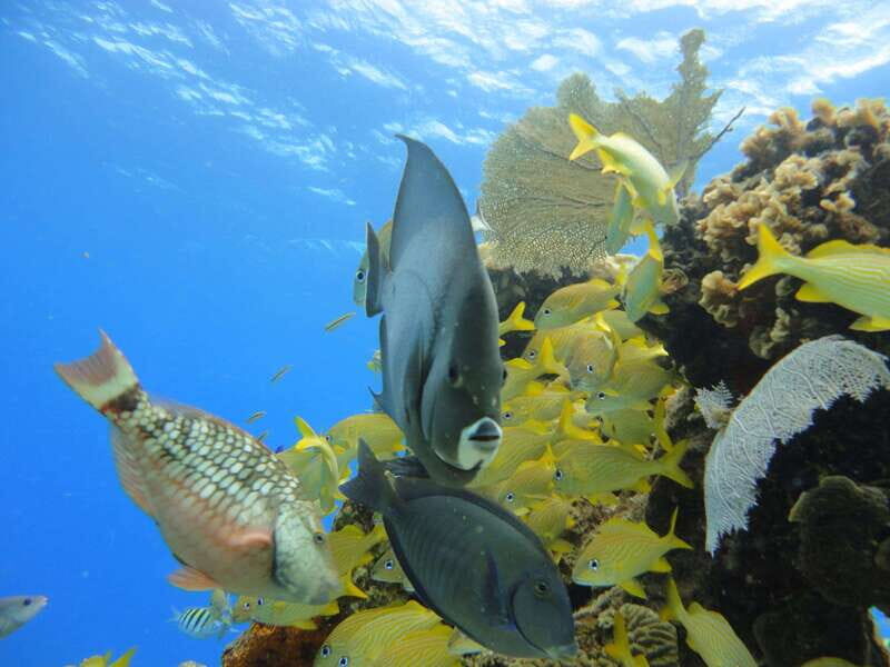 Cozumel: VIP Glass Bottom Boat & Snorkeling 3 Reefs Tour - Stop 3 at Deep Paradise Reef: Best Time to Go Slow