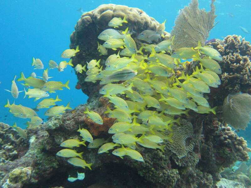 Cozumel: VIP Glass Bottom Boat & Snorkeling 3 Reefs Tour - What to Bring (and What to Skip) for an Easy Snorkeling Day