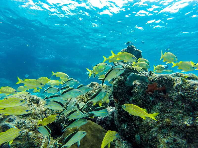 Cozumel: West Coast E-Bike and Snorkeling Tour - Lunch Built In: what you actually get