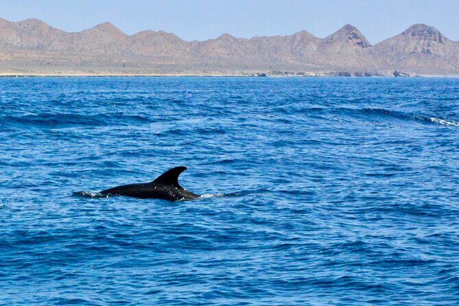Danzante Island and Snorkel Tour from Villas del Palmar Hotel - Why this Loreto island snorkeling works so well