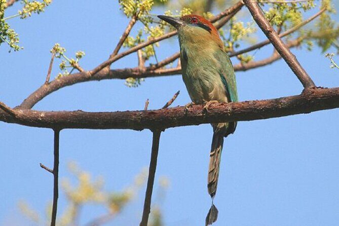 Desembocada and Ameca River Bird Paradise (Wetland and Tropical birds in PV) - Key Things You’ll Notice on This Bird Paradise Day