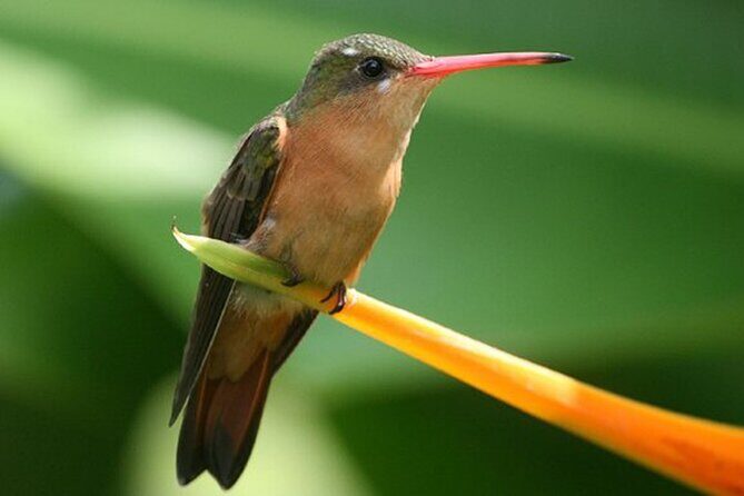 Desembocada and Ameca River Bird Paradise (Wetland and Tropical birds in PV) - Desembocada Wetlands: Mangroves, Birds, and Working-Land-Edge Life