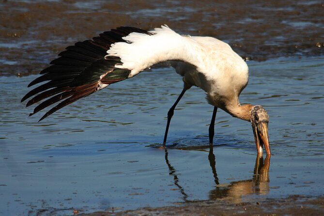 Desembocada and Ameca River Bird Paradise (Wetland and Tropical birds in PV) - Ameca River Birding: When Calls Lead the Sightings