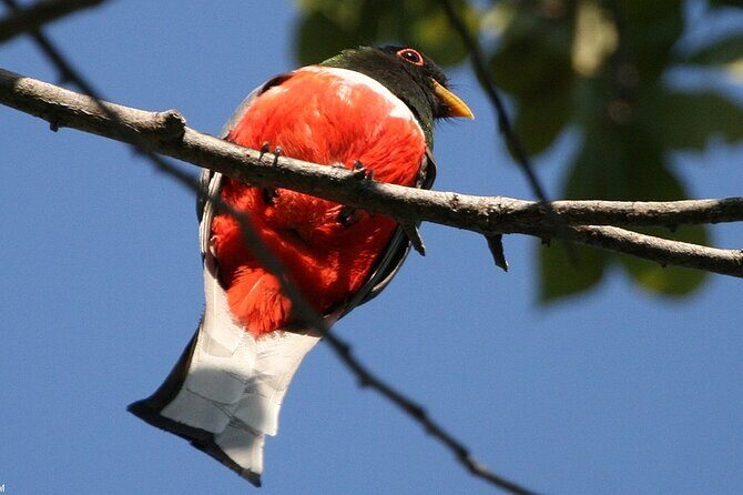 Desembocada and Ameca River Bird Paradise (Wetland and Tropical birds in PV) - Group Size and Pacing: Up to 8 People, More Time to Get It Right