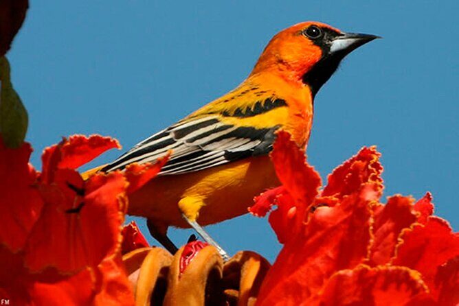 Desembocada and Ameca River Bird Paradise (Wetland and Tropical birds in PV) - The Morning Start: 6:45 am Pickup and What to Bring