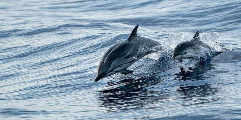 Destin: Dolphin Watching Cruise - Where this dolphin cruise fits in your Destin day