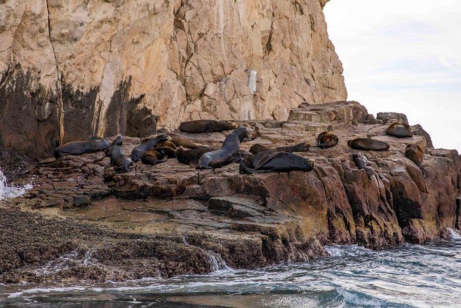 Dinner Cruise Tour in Cabo San Lucas with Tequila Tasting - Who should book this Cabo dinner cruise with tequila tasting?