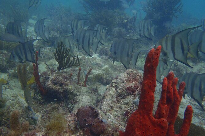 Discover Scuba - Puerto Morelos first-timer scuba: what this experience really is