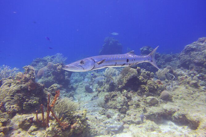 Discover Scuba - One vs two underwater sessions: choosing the right pace