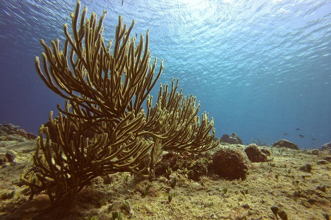 Discover Scuba Diving - Gear Included: The Comfort Details That Decide Whether It Feels Easy
