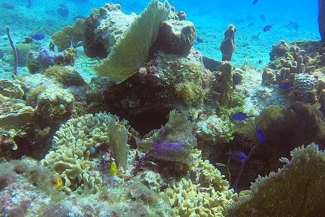 Discover Scuba Diving - From Shallow Practice to Reef Time: How the Session Flows