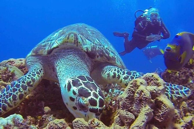 Discover Scuba Diving - After the Water: Snorkeling Time and Photo Reality Checks