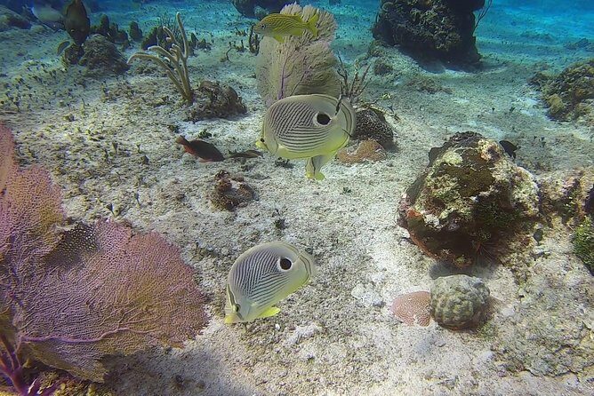 Discover Scuba Diving - Price and Value: Is $95 Worth It in Cozumel?