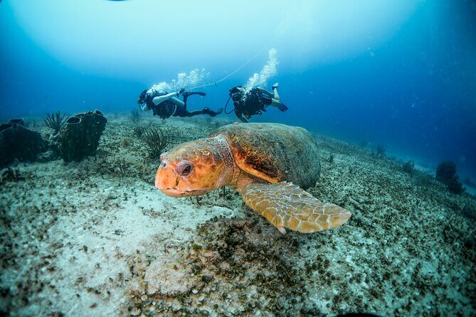 Discover Scuba Diving & Beach Club with Transportation In Riviera Maya - The mini training: theory, shallow practice, and real reassurance