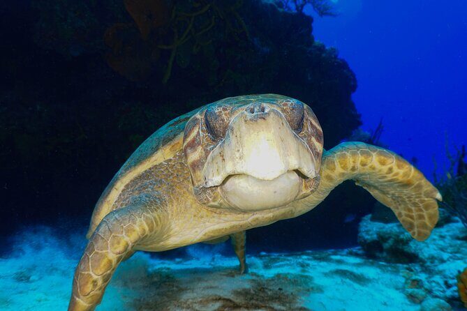 Discover Scuba Diving in Cozumel - Gear Fit and Instructor Coaching That Keeps It Calm