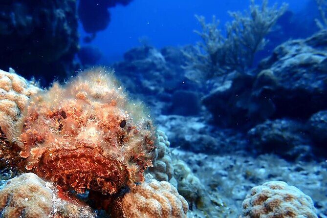 Discover Scuba Diving in Cozumel - Shore Entry Reality Check: Walking In and Out