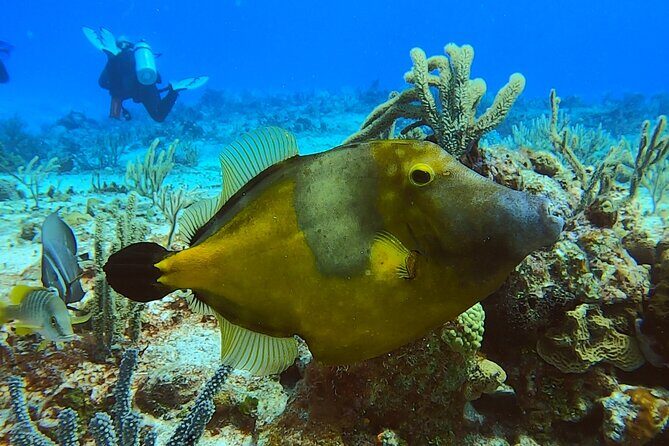 Discover Scuba Diving in Cozumel - Who This Cozumel Scuba Starter Is For