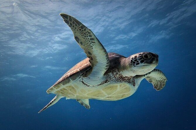 Discover Scuba Diving in Cozumel Paradise Reef - Second Underwater Session at Paradise Reef (About 45–60 Minutes)