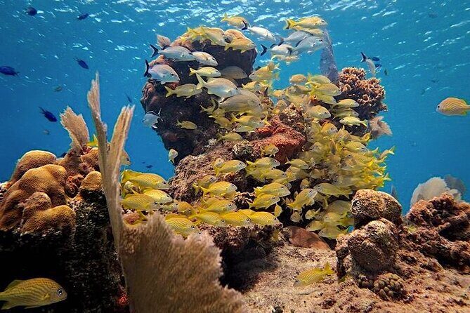 Discover Scuba Diving in Cozumel Paradise Reef - Gear Fit and Safety Basics: What the “Sizing Check” Really Means