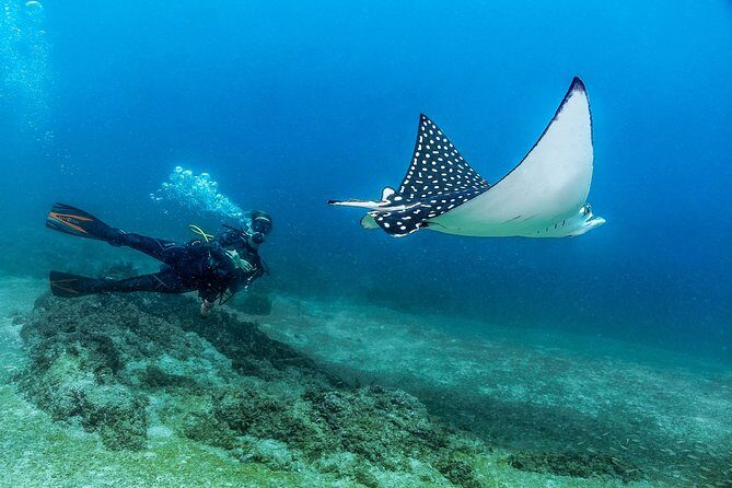 Discover Scuba experience at Las Caletas, Puerto Vallarta - Key Points Before You Go
