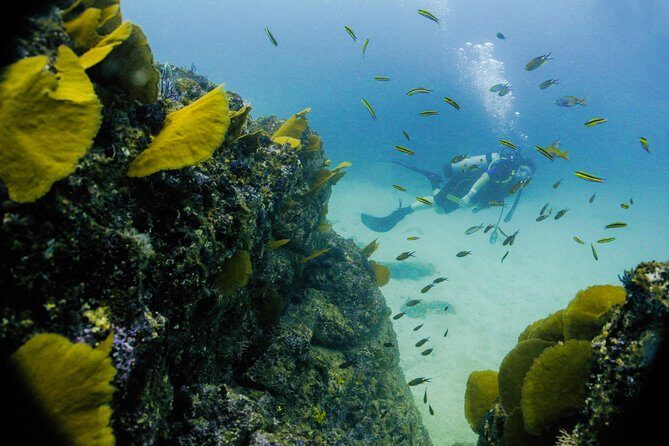 Discover Scuba experience at Las Caletas, Puerto Vallarta - Time on the Island: Lunch, Drinks, and Waiting Your Turn