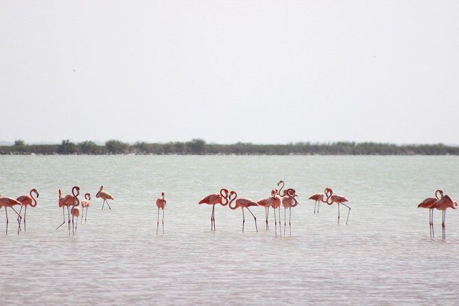 Discover the FABULOUS PINK WATERS at the Caribean (Las Coloradas+Río Lagartos) - Pink Waters and the Salt Works: When Las Coloradas Looks Its Best