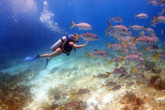 Diving in Cancun for Certified Divers | 2 Dives | All Inclusive - Key Highlights Worth Your Attention