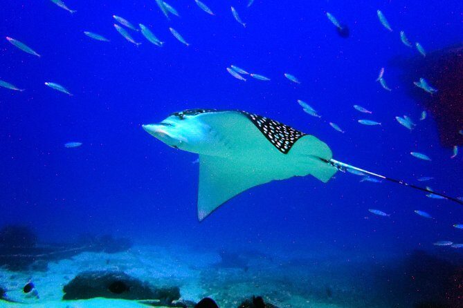 Diving in Cancun for Certified Divers | 2 Dives | All Inclusive - Cancun MUSA Meets Real Reef Time for Certified Scuba Divers