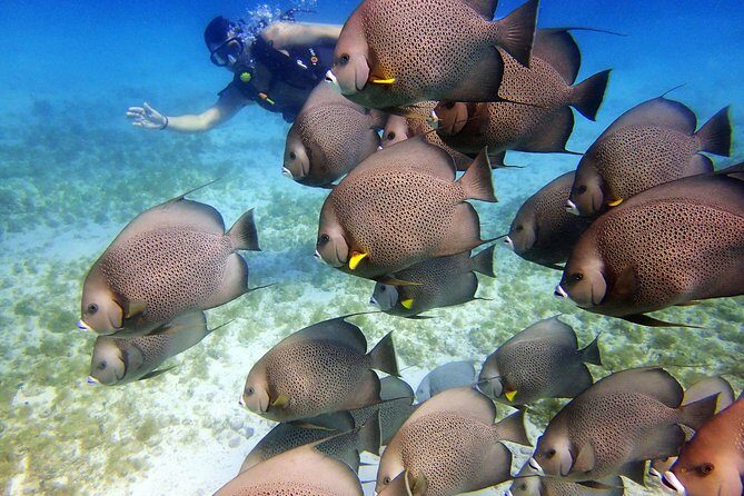 Diving in Cancun for Certified Divers | 2 Dives | All Inclusive - Meeting Point in Zona Hotelera: Pescador on Kukulcán Boulevard