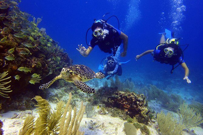 Diving in Cancun for Certified Divers | 2 Dives | All Inclusive - MUSA Museum Stop: Underwater Art With Big Photo Payoff