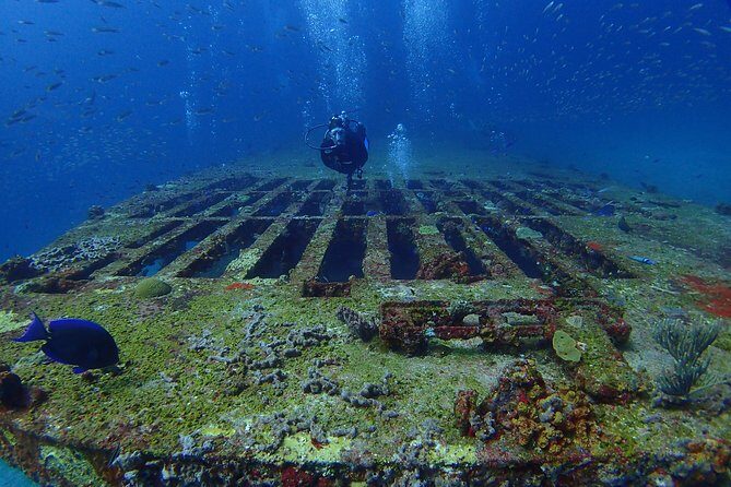Diving in Cancun for Certified Divers | 2 Dives | All Inclusive - Reef Session: Marine Life, Manta-Ray Hopes, and Depth Reality Checks